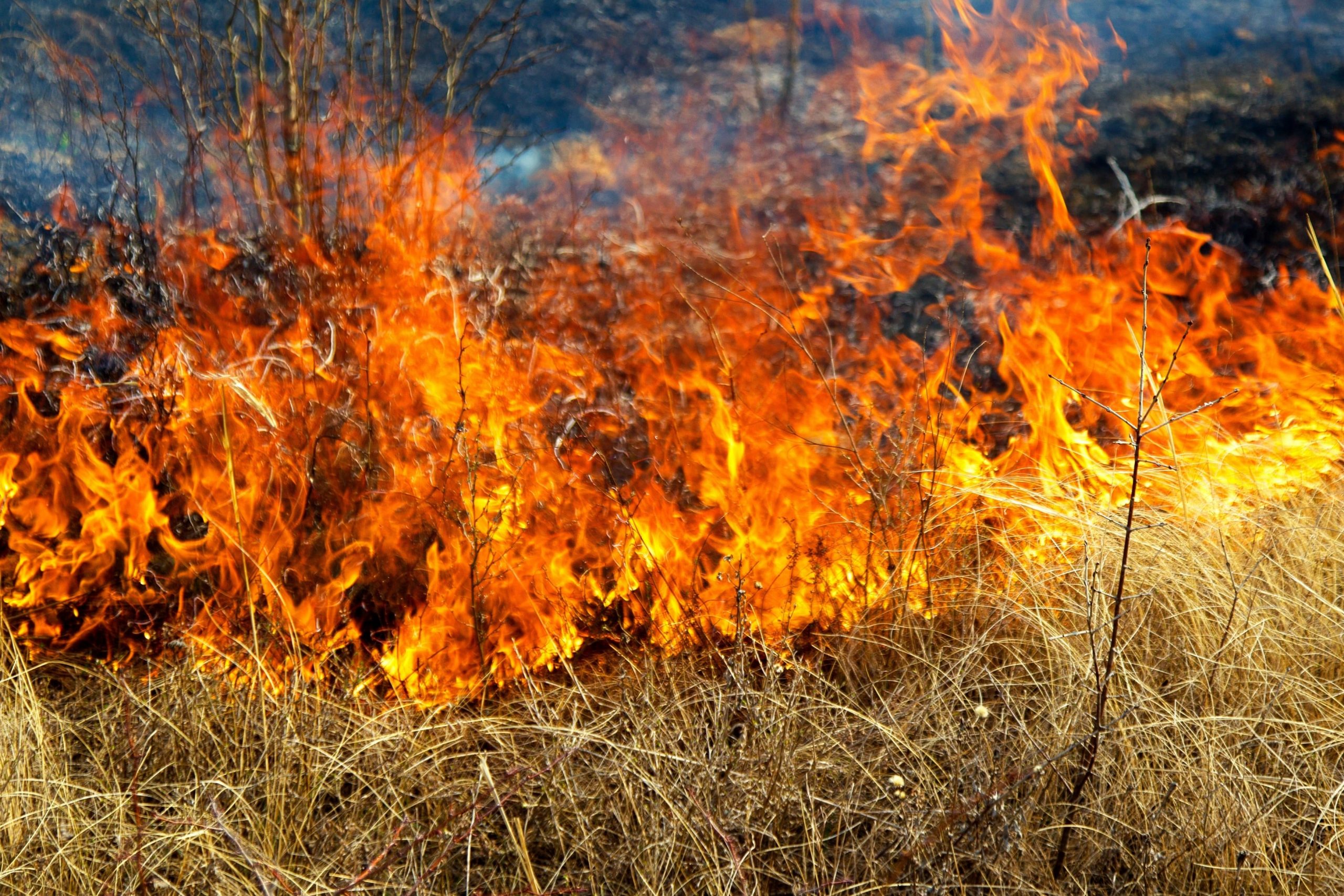 Brush Fire Insurance