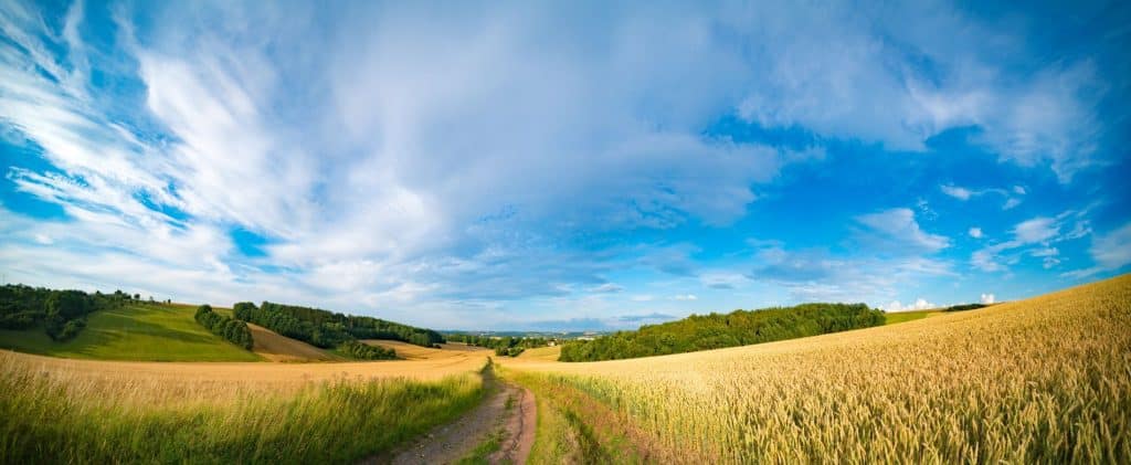 A picturesque rural landscape with a dirt path cutting through golden fields of grain, leading toward the horizon. On either side of the path are gently rolling hills, some covered with green grass and trees. The expansive sky is filled with soft, wispy white clouds against a bright blue backdrop, giving the scene a peaceful and open feel.